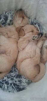 Goldendoodle F1