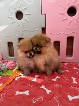 Pomeranian s PP