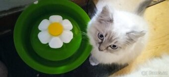 Ragdoll koťátka