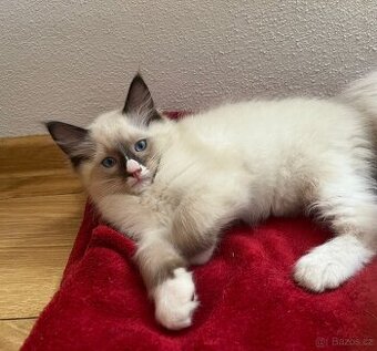 Ragdoll koťata