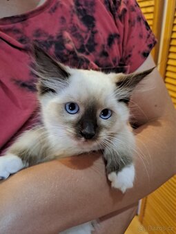 Ragdoll koťata