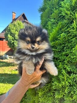Pomeranian s PP, chovatelská stanica Nucháčik poms