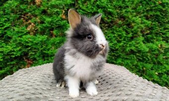 Zakrslý králík, králíček -(lvíček)-TIMMY
