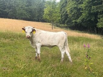 Prodám čistokrevnou jalovičku texas longhorn
