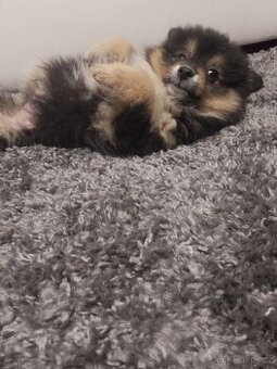 Pomeranian black and tan