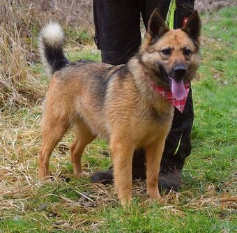 HAIFA K ADOPCI - 2,5 ROKU, PŘÁTELSKÁ, HRAVÁ, ZVĚDAVÁ