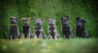 Německý ovčák - štěňata