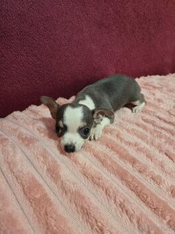 ČIVAVA KRÁTKOSRSTÁ Modrý chlapeček