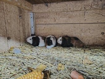 Morčata hladké/kluci