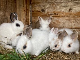 Zakrslý vymazlený králíčci