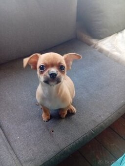 Čivava krátkosrstá pejsek