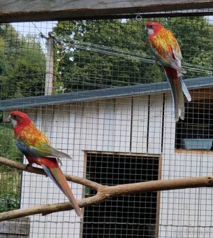 Rosela pestrá opalin Belgický pastel