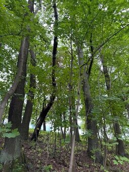 Prodej lesního pozemku v k.ú. Radimovice u Sychrova