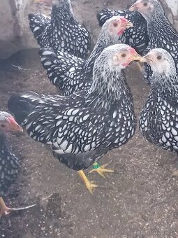 Wyandotka zdrobnělá