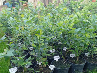 Sazenice Kanadských borůvek-Plody od léta do podzimu