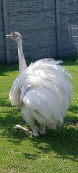 Nandu pampový nepříbuzný dospělý pár