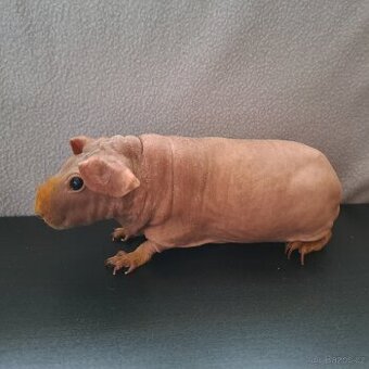 Skinny morče samice