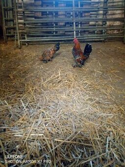 Zakrslá rousná tříbarevná