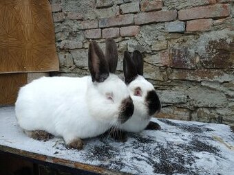 Králík Kalifornský