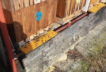 Vyzimovaná včelstva