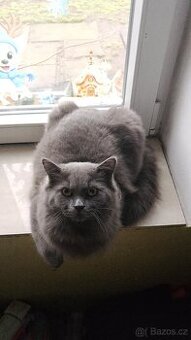 Britský kocour ke krytí .