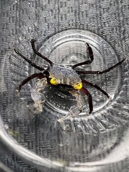 Geosesarma grey star