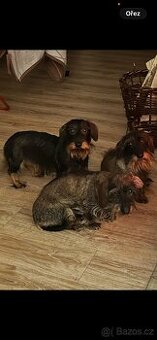 Jezevčík drsnosrstý trpasličí/králičí