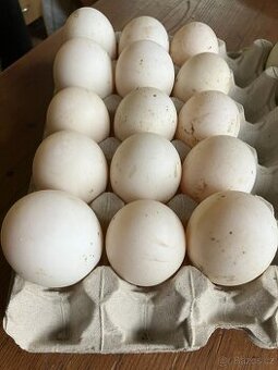 Násadová vajíčka Kachna pekingská