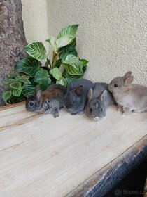 Zakrslý králík hladkosrstý - hnědé samičky, modrý sameček