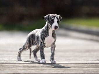 Vipet- Whippet štěňátka: Začátek nové kapitoly.