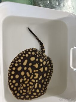 Potamotrygon BD. - 1