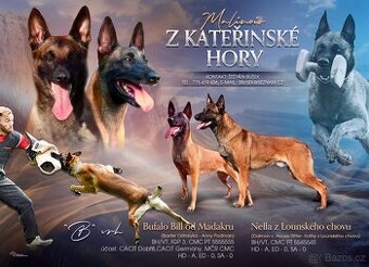 BELGICKÝ OVČÁK MALINOIS - 1