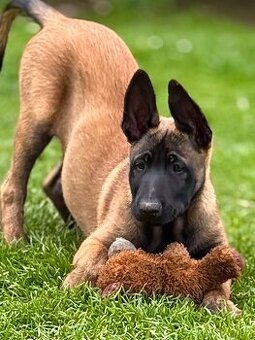 BELGICKÝ OVČÁK MALINOIS