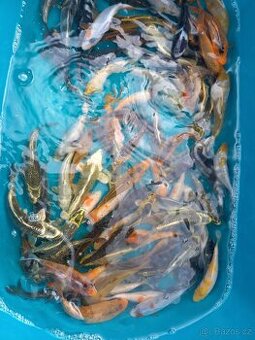 kapr koi