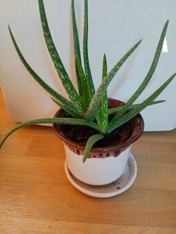 Aloe vera