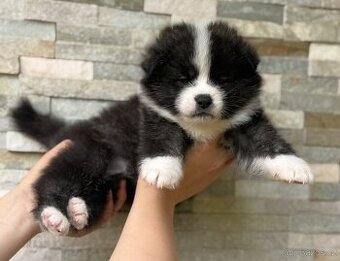 Akita Inu s PP - FCI & AKIHO