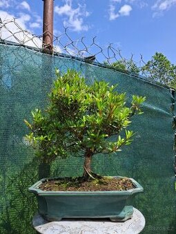 Bonsai,Bonsaj Azalka