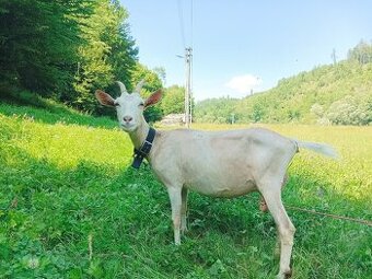 Koza v laktaci