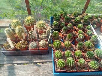 KAKTUSY - RŮZNÉ DRUHY Echinopsis a pár dalších 60 Kč kus
