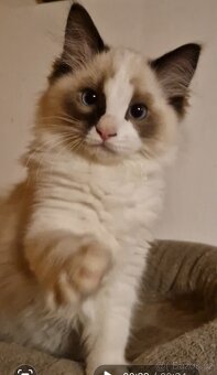 Ragdoll - kocourci s PP, registrace pod FIFE