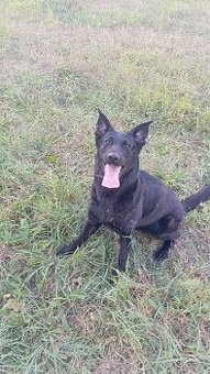 Daruji křížence vlčáka