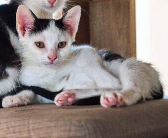 Kocourek Robin hledá nový domov