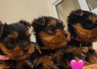 Jorkšírský teriér