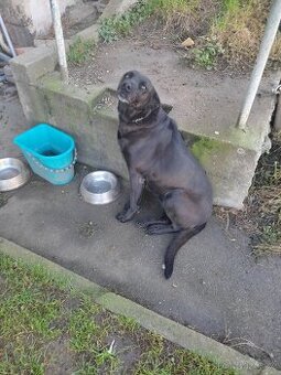 Daruji do dobrých rukou 5ti letou fenku