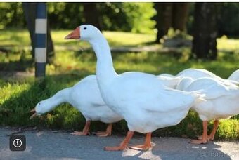 Svatomartinská husa