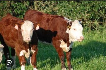 Koupím JAL simental x hereford