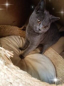 Britská modrá bez PP,