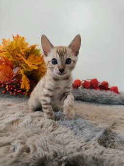 Bengálský Mink kocourek s PP - 1