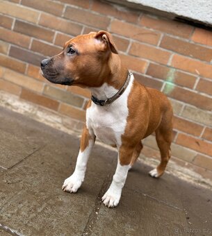 Americký stafordšírský teriér s PP