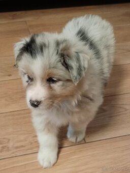 Australský ovčák s PP